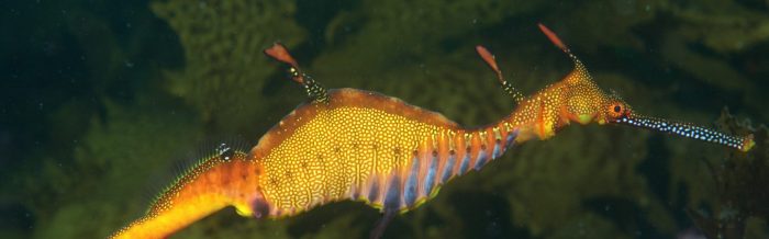 Weedy Seadragon