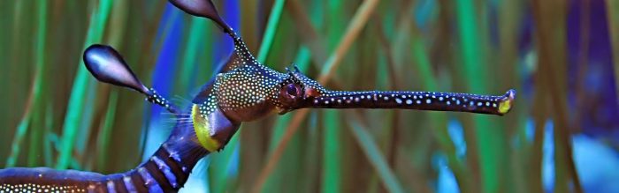 Weedy Sea Dragon