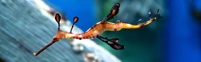 Weedy Seadragon