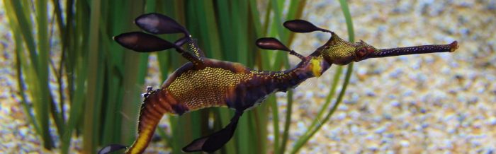 Weedy Seadragon