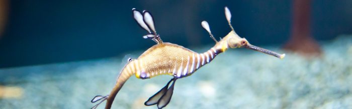 Weedy Seadragon