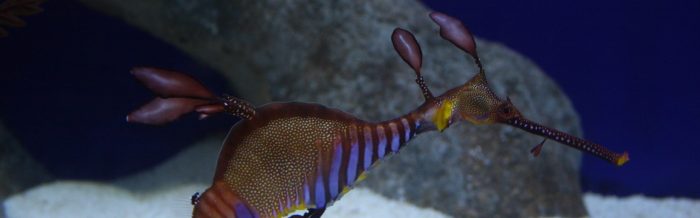 Weedy Seadragon