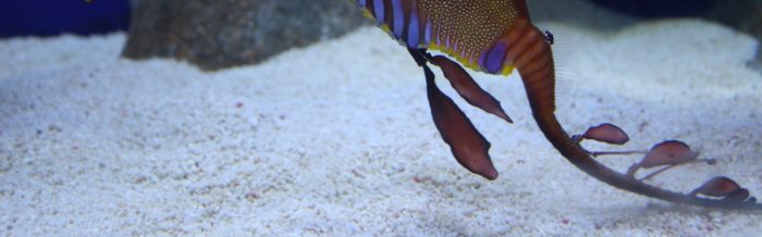 Weedy Seadragon
