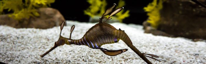 Weedy Seadragon