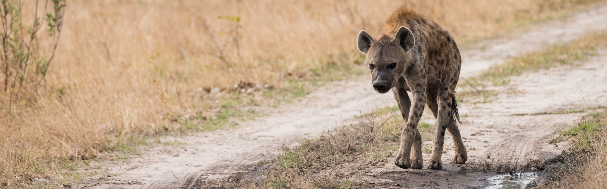 Spotted Hyaena