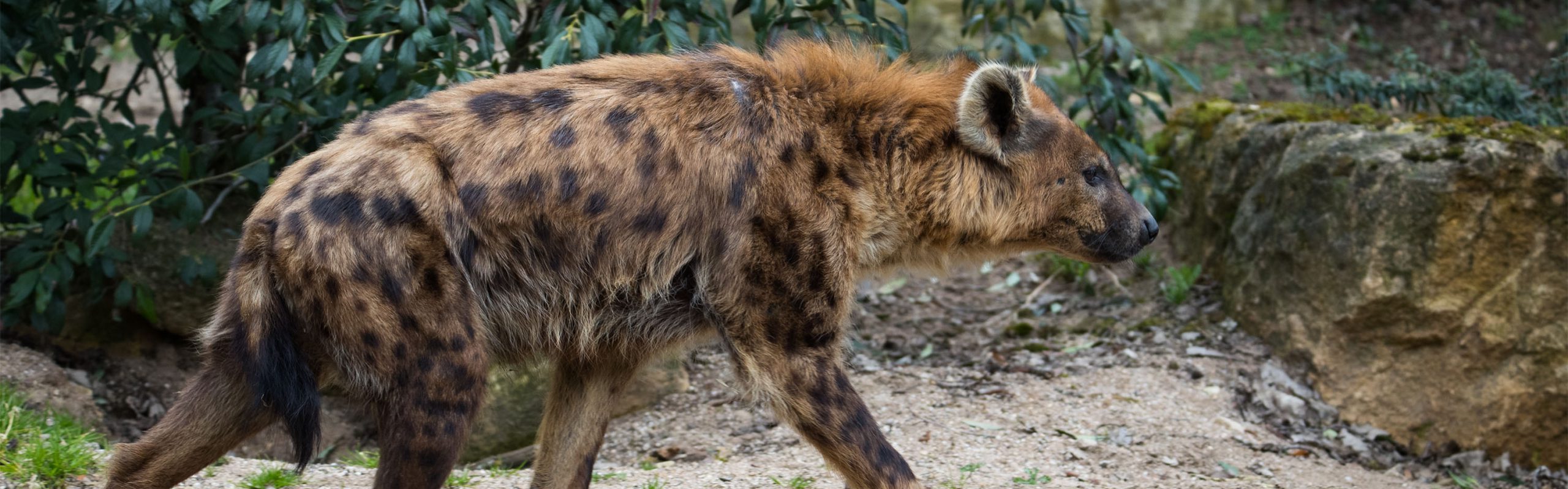 Spotted Hyaena