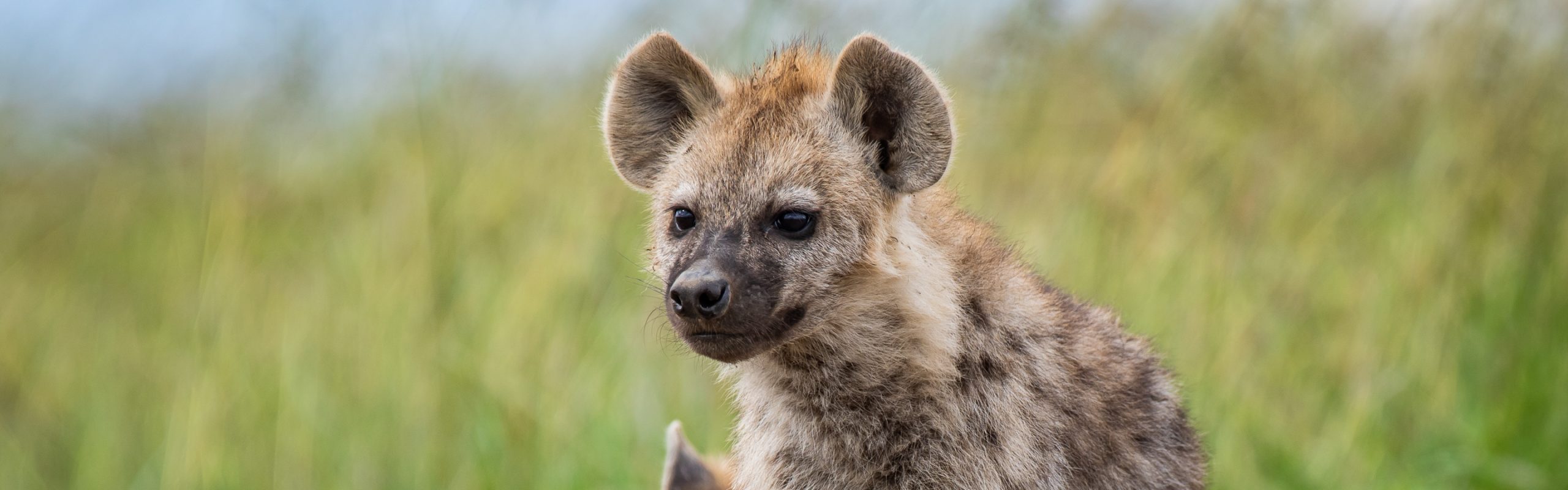 Spotted Hyaena