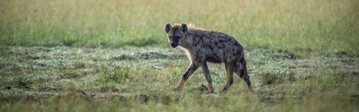 Spotted Hyaena