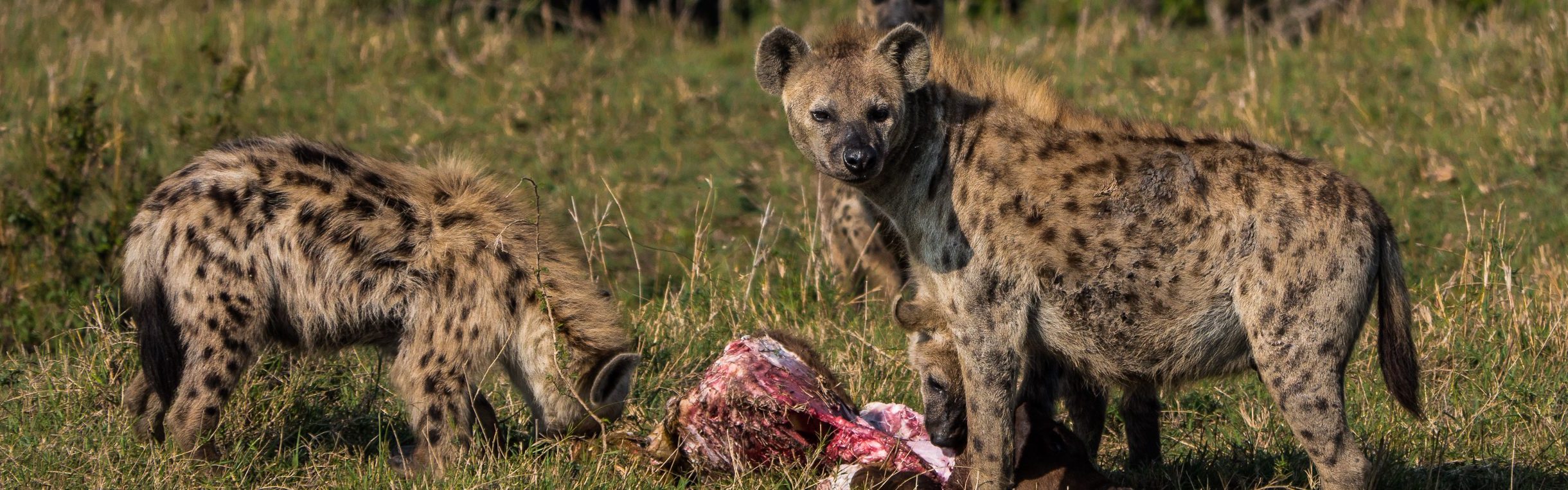 Spotted Hyaena