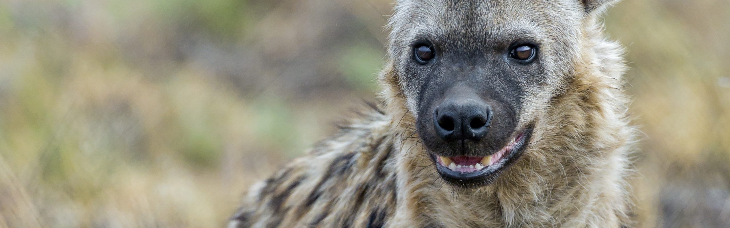 Spotted Hyaena