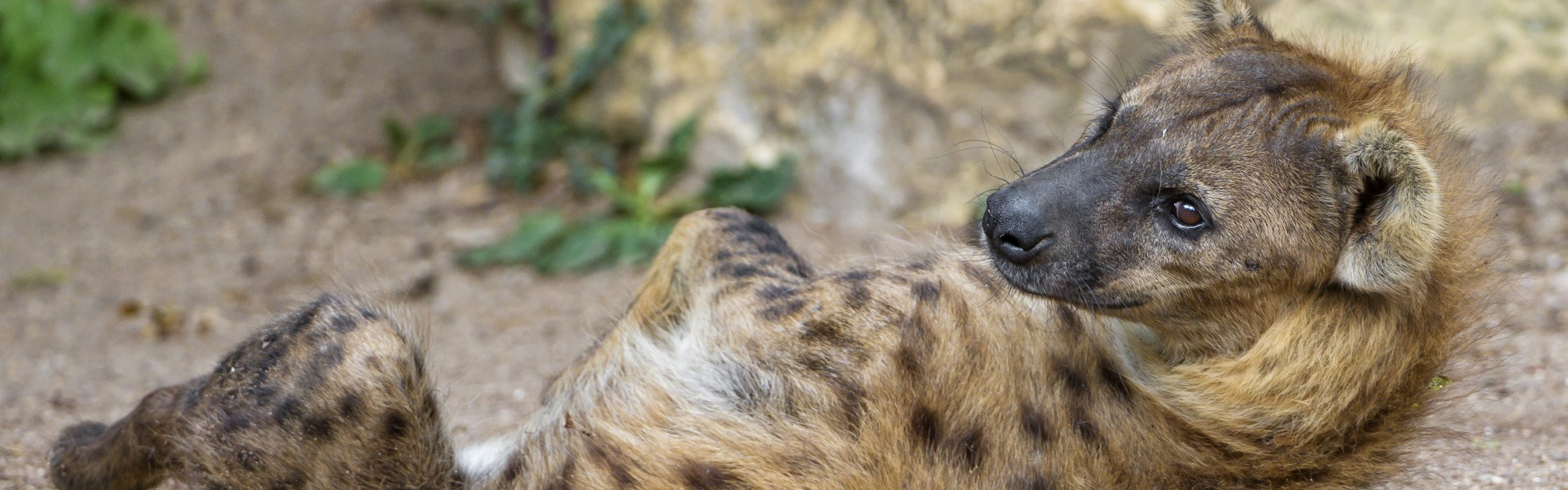Spotted Hyaena