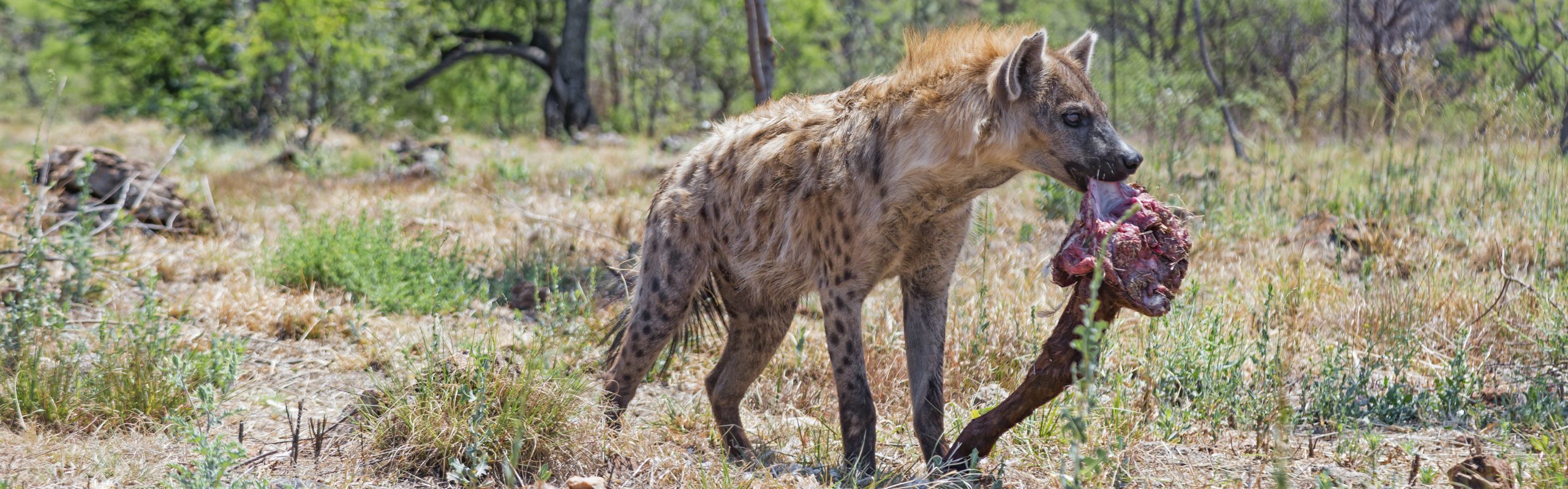 Spotted Hyaena