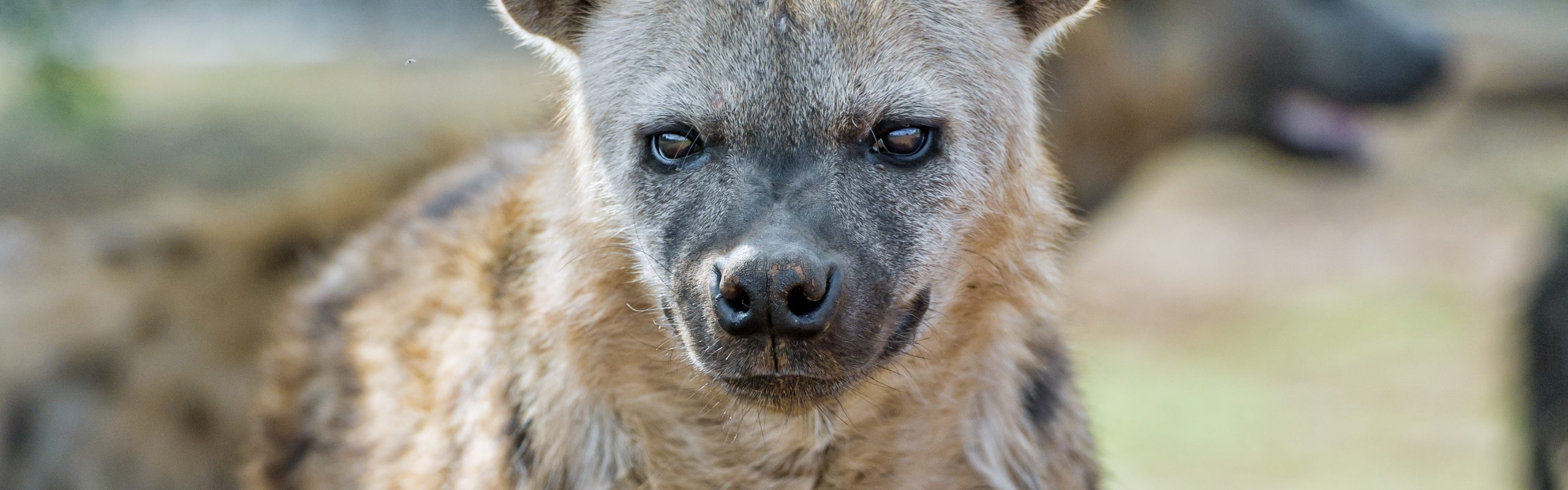 Spotted Hyaena