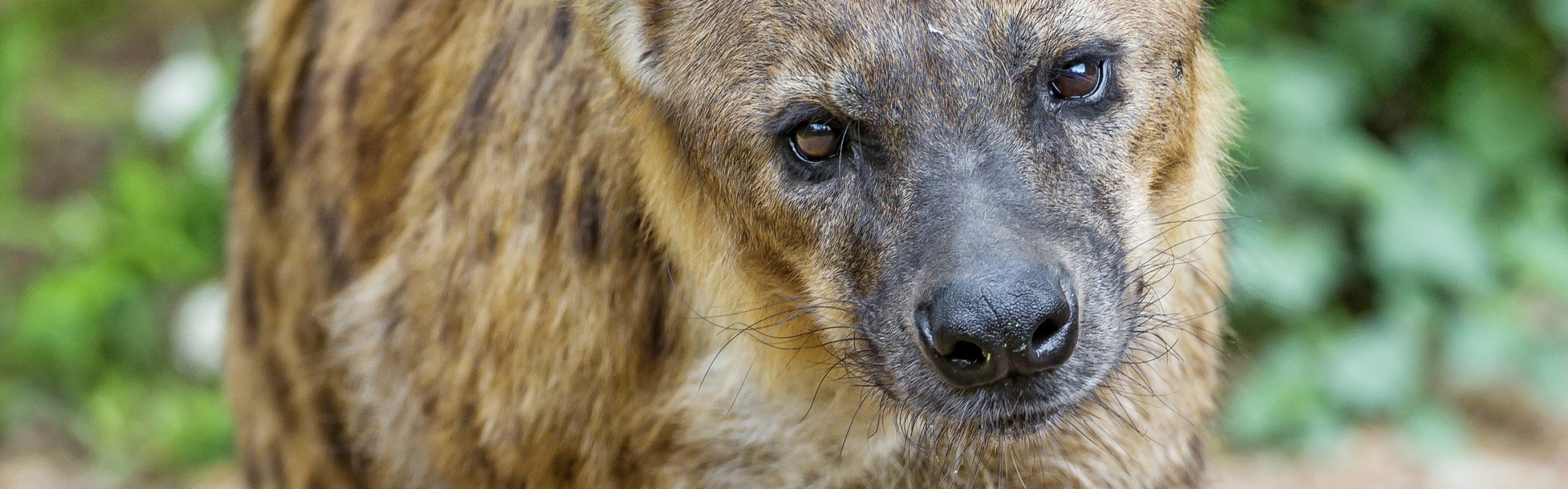 Spotted Hyaena