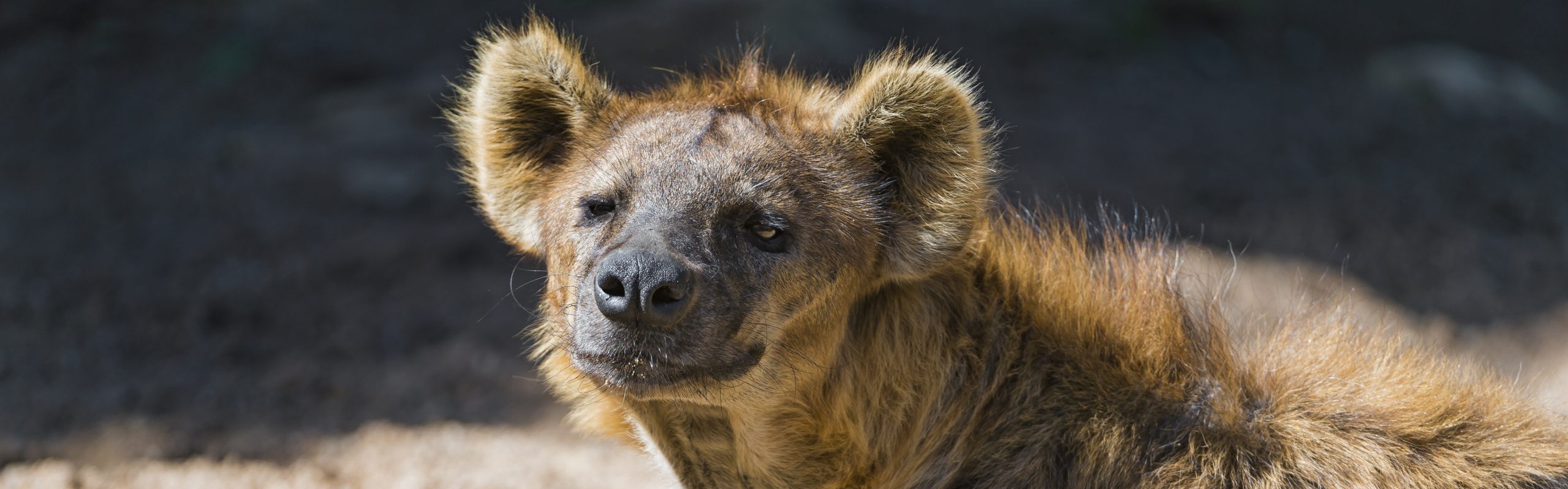 Spotted Hyaena