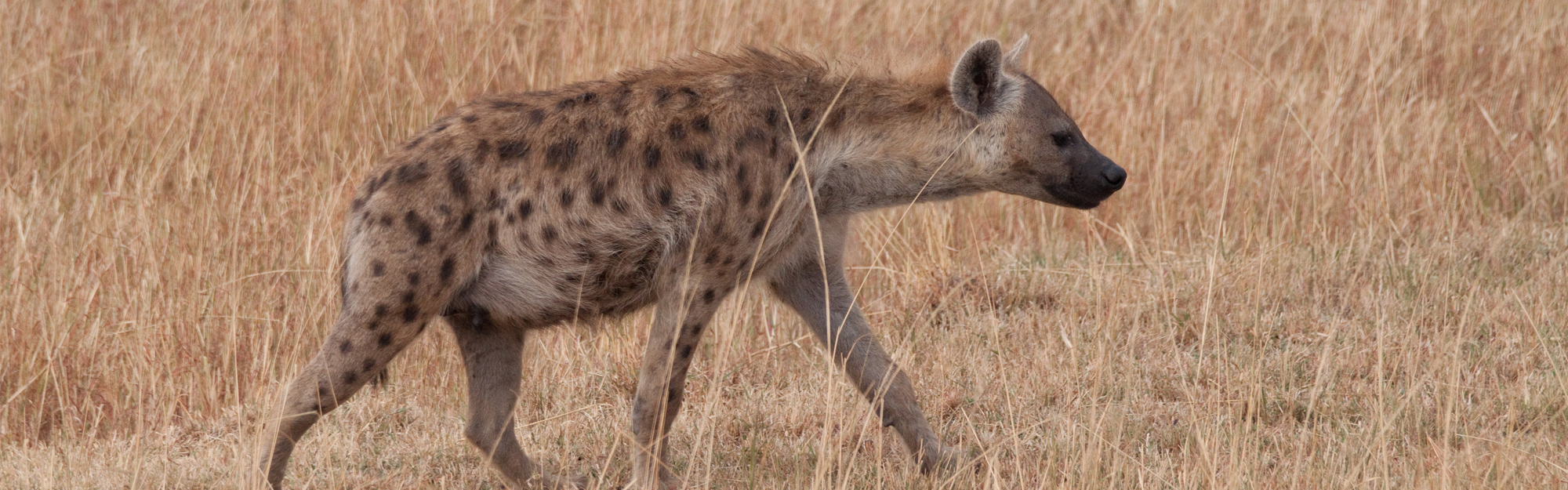 Spotted Hyaena