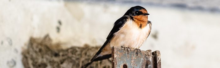 Barn Swallow