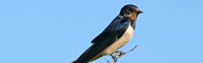 Barn Swallow