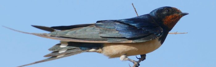 Barn Swallow