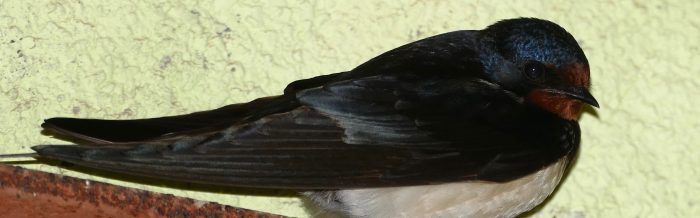 Barn Swallow