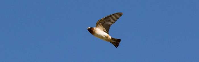 Barn Swallow