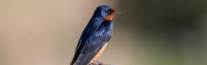 Barn Swallow