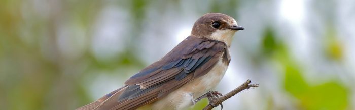Barn Swallow
