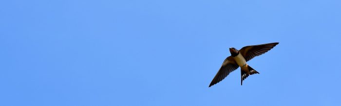 Barn Swallow