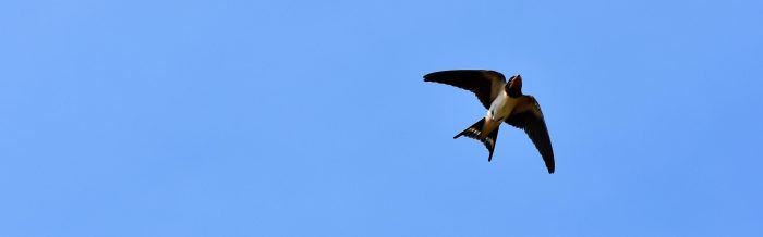 Barn Swallow