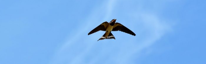 Barn Swallow