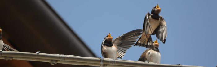 Barn Swallow