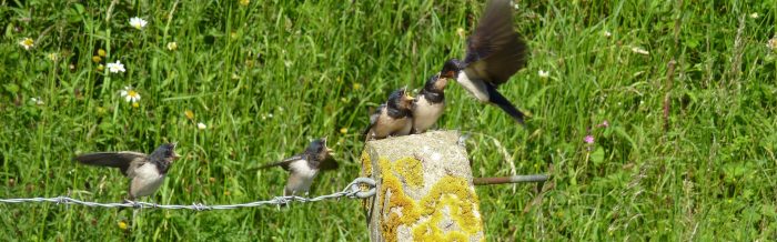 Barn Swallow
