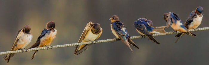 Barn Swallow