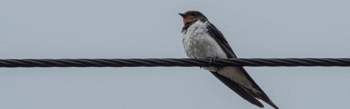 Barn Swallow