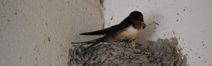 Barn Swallow