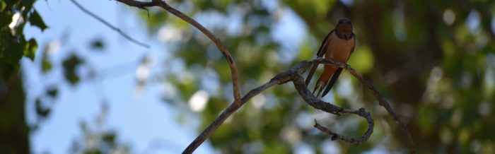 Barn Swallow