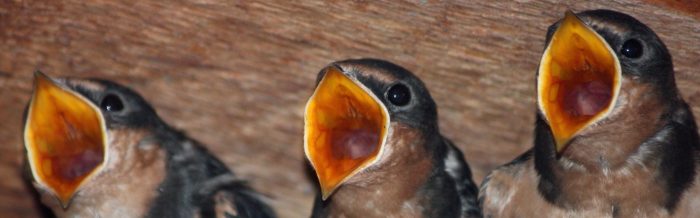 Barn Swallow