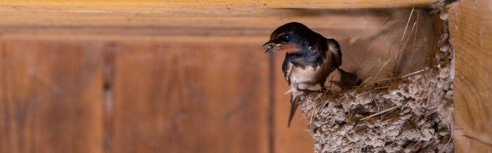 Barn Swallow