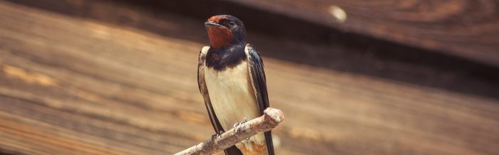 Barn Swallow