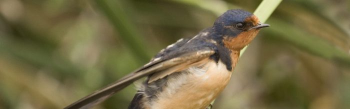 Barn Swallow