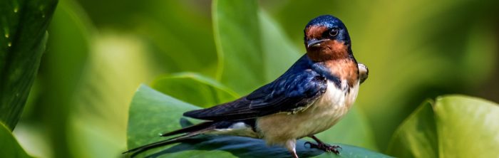 Barn Swallow