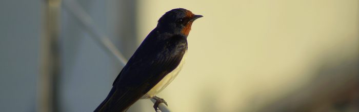Barn Swallow