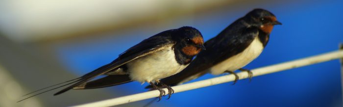 Barn Swallow