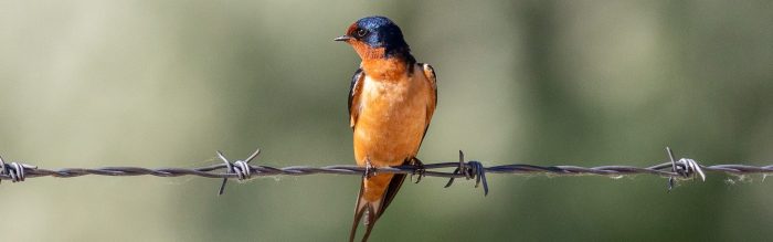 Barn Swallow