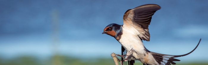 Barn Swallow