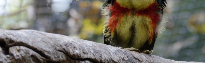 Curl-Crested Aracari