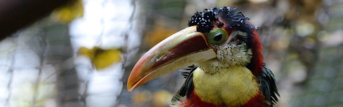 Curl-Crested Araçari