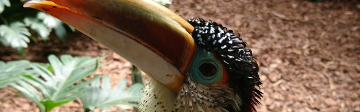 Curl-Crested Aracari