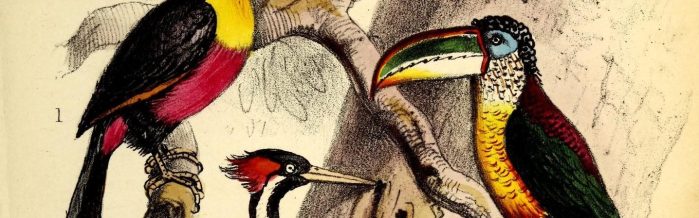 Curl-Crested Aracari