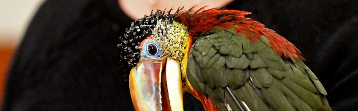 Curl-Crested Araçari